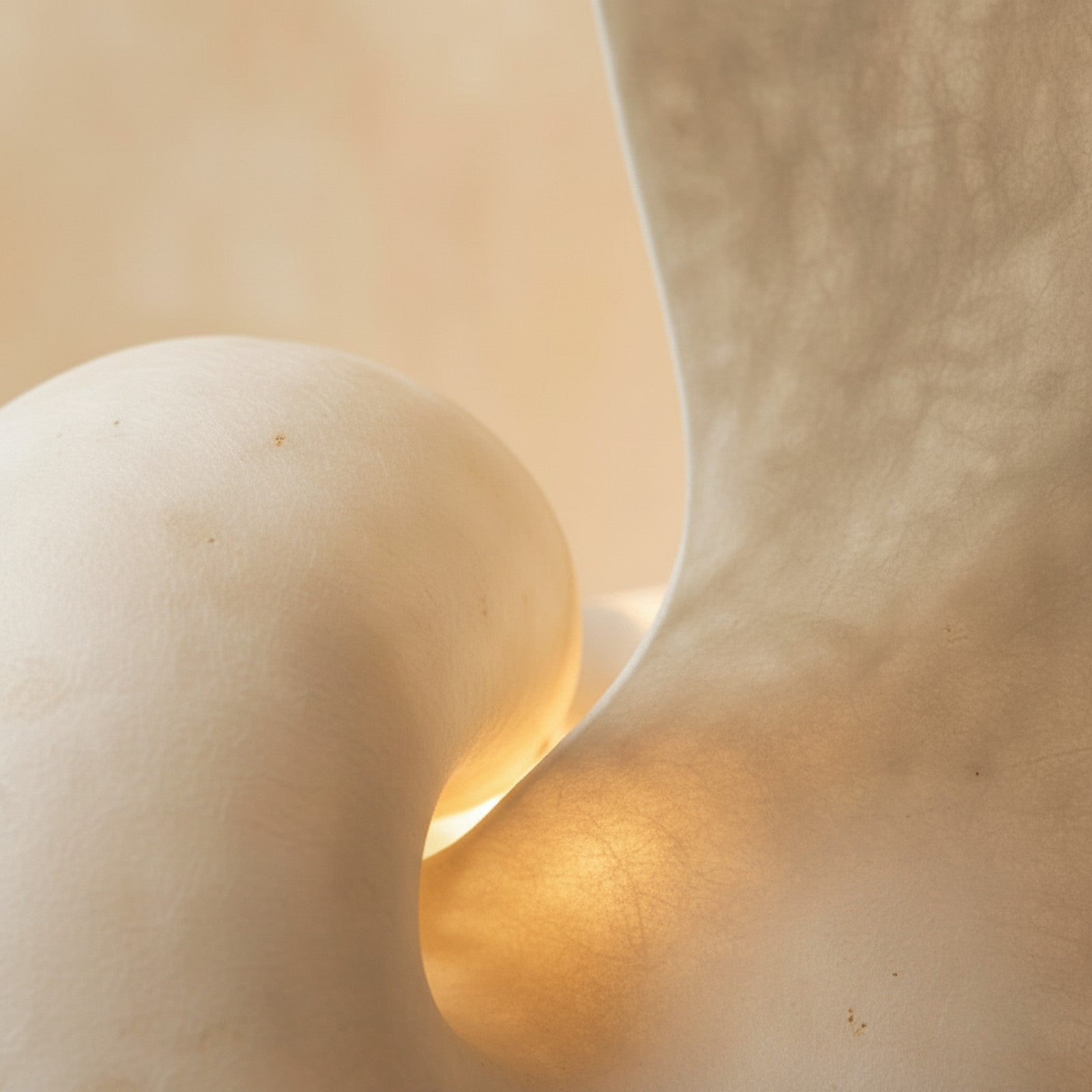 Conch Bloom Lamp detail close-up of translucent shell texture